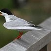 Forster's Tern